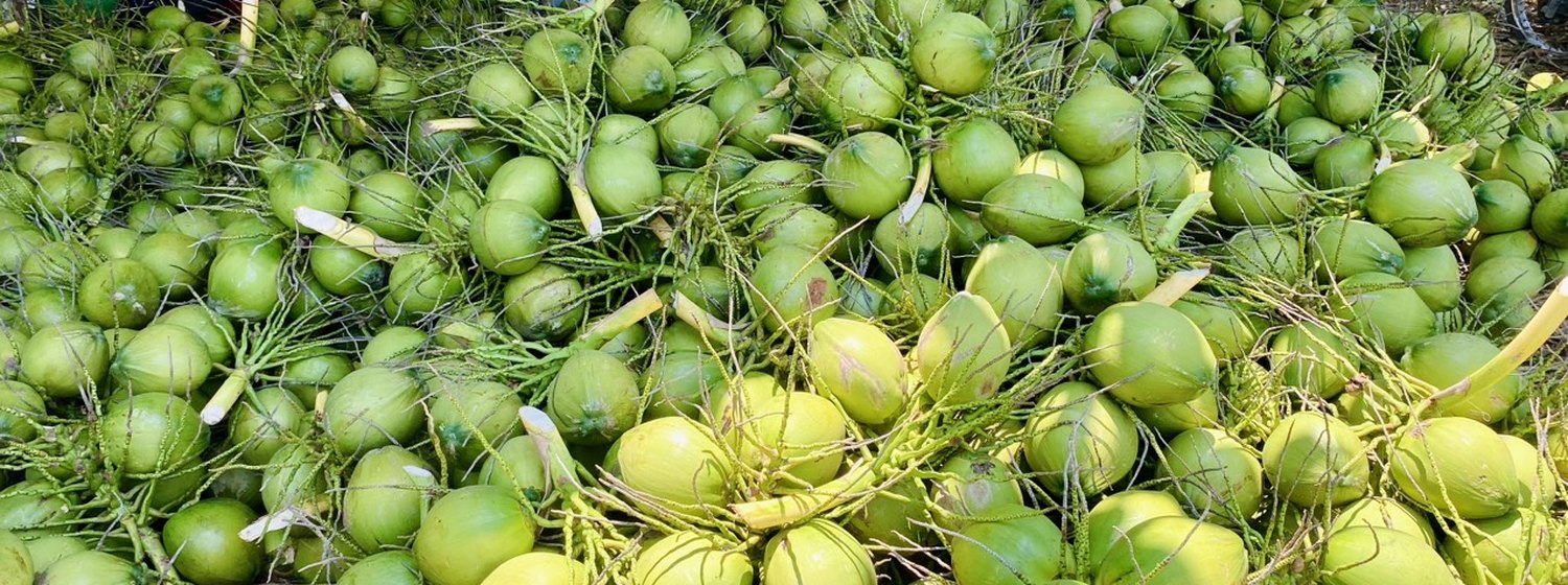 Green coconuts at a collection point in Bến Tre