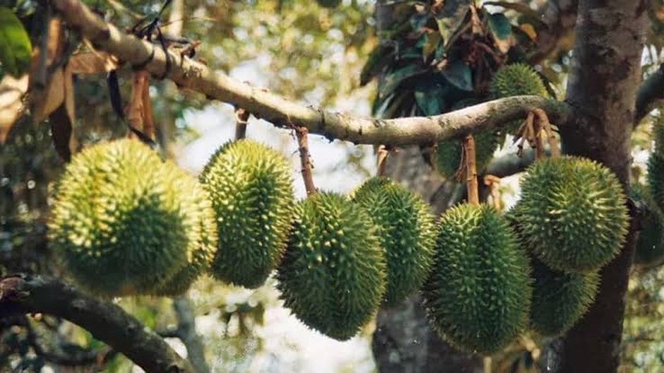 Ri6 durian ripening on the tree in a Mekong Delta grove