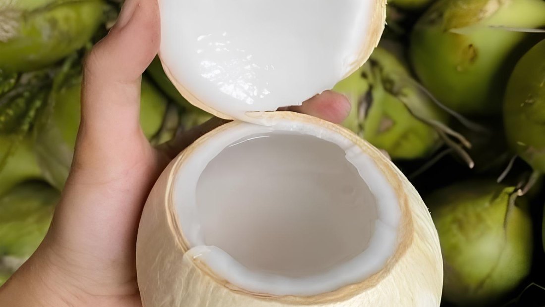 A trimmed young coconut opened by hand
